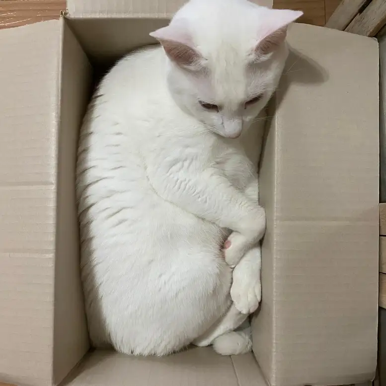 にゃぶちゃん4