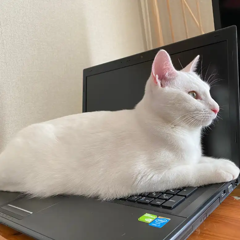 にゃぶちゃん6