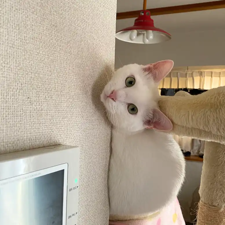 にゃぶちゃん2