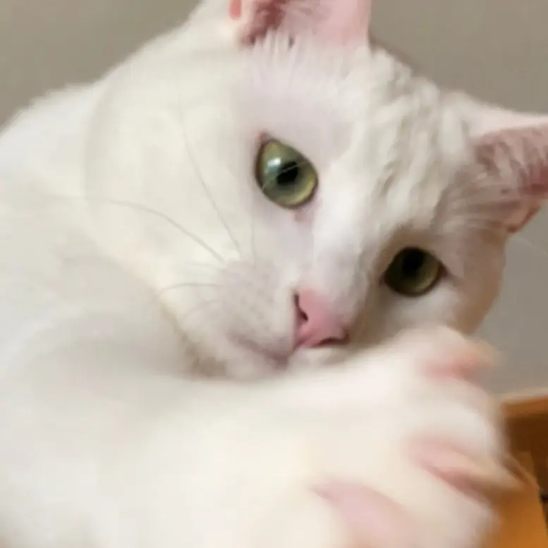 にゃぶちゃん1