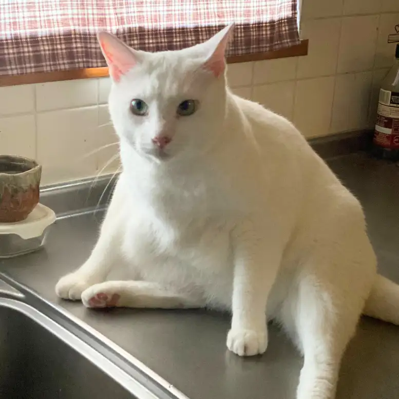 にゃぶちゃん3