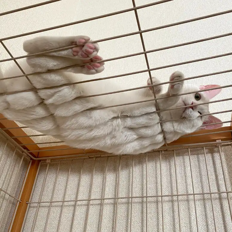 にゃぶちゃん5